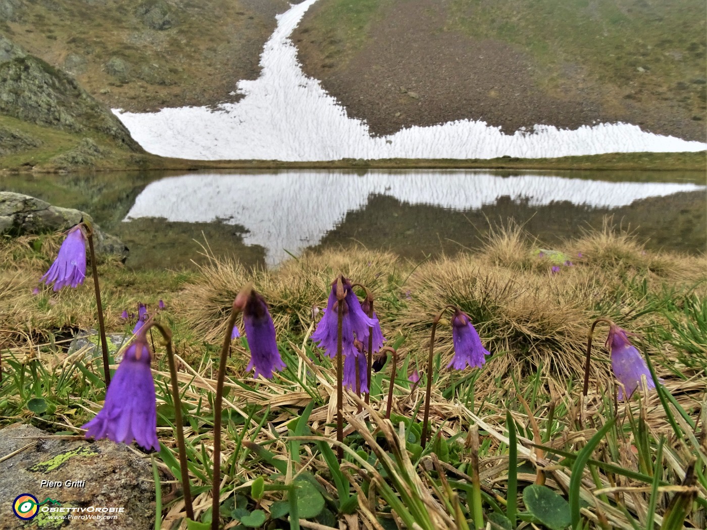 05 Soldanella pusilla (Soldanella della silice) al Laghetto di Ponteranica inferiore.JPG